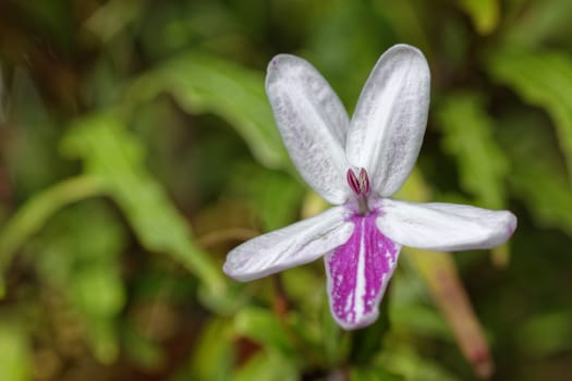 Elegant tropical flower in white and pink colors, detailed photo of stamens 