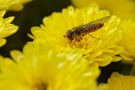 Small bee pollinating, yellow flower as a background. Close-up photo 