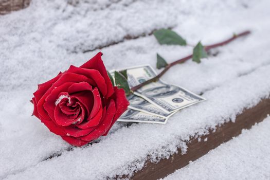 A red rose in the snow lies on banknotes as a symbol of costly love