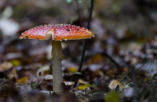 Amanita muscaria mushroom with red and white dots macro in autumn forest