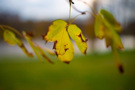 autumn maple leaf on a tree in the park 2020