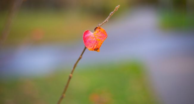 Autumn red leaf on a branch 2020