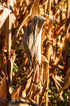 Ripe and dry corn stalks close up. End of season field with golden corn ready for harvest.