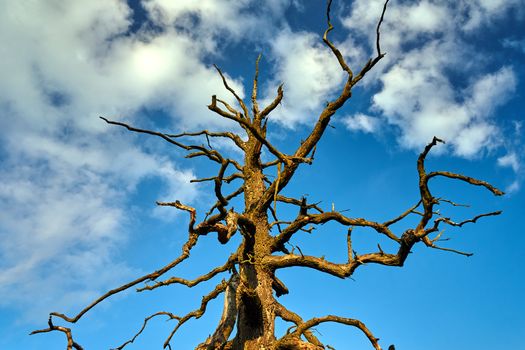 The trunk and boughs of a dry oak against the background of a blue sky in Poland