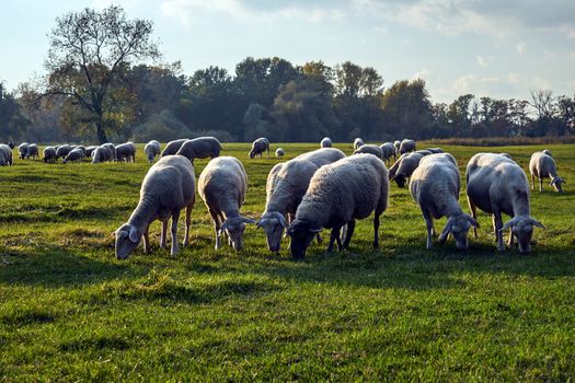 A herd of sheep grazing in a meadow in the Warta River backwaters in Poland