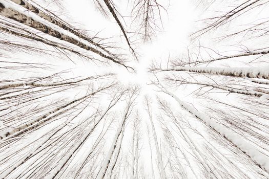 Winter forest. Snowy wood captured with Fish-Eye lens. Bottom view on birch trees. Cloudy sky.