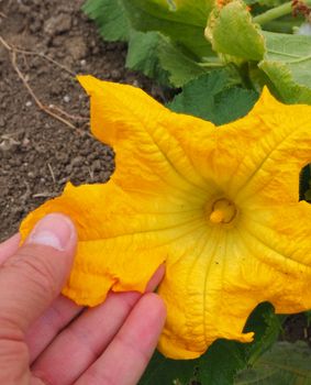 large gourd flower, very close up pumpkin flower yellow color,