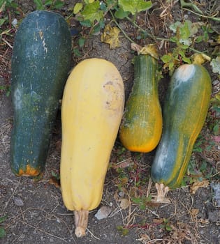 pumpkin varieties, large long pumpkins, edible pumpkins are standing on the ground,