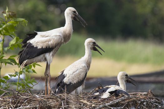 Three young Storks sitting at their nest