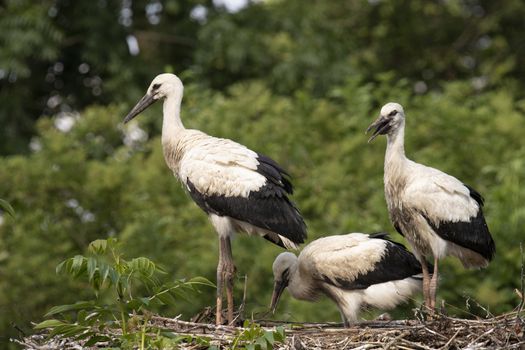 Three young Storks sitting at their nest