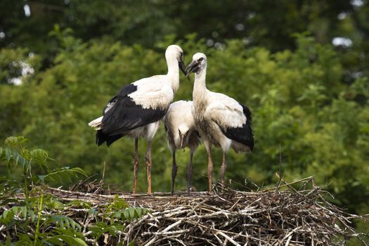 Three young Storks sitting at their nest