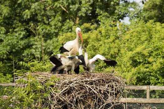 Stork feeding young at nest