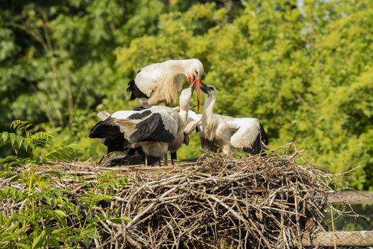 Stork feeding young at nest