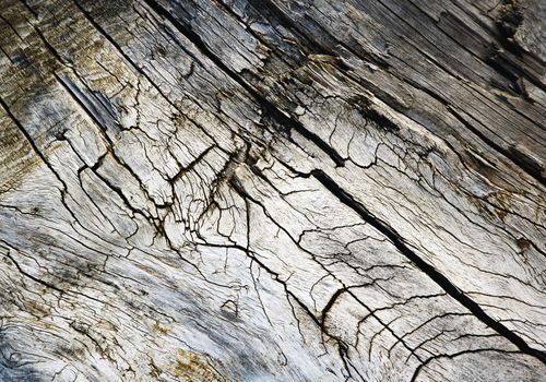 abstract background or texture detail of an old weathered wood with cracks