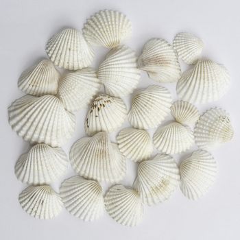 some white shells on a surface