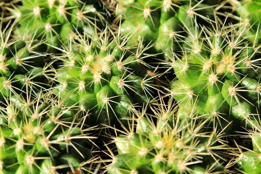 Ferocactus Gracilis pots in the garden under the sun