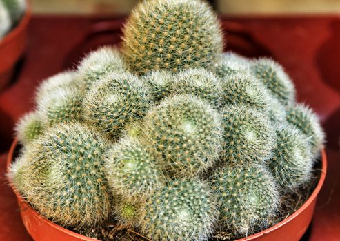 Beautiful Rebutia Nitida cactus plant in a garden in Spain