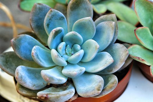Colorful Echeveria plant in the garden in Elche