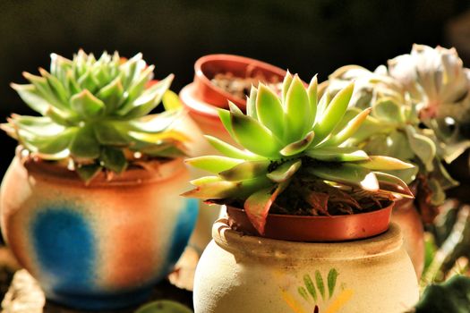 Pots of different kind of cactus and succulents in a garden