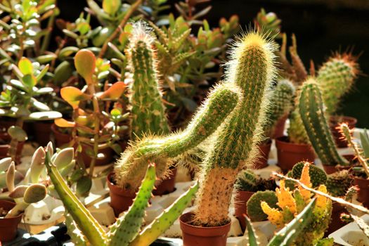 Pots of different kind of cactus and succulents in a garden