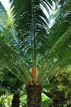Cyca Circinalis plant in the garden in Elche, Alicante