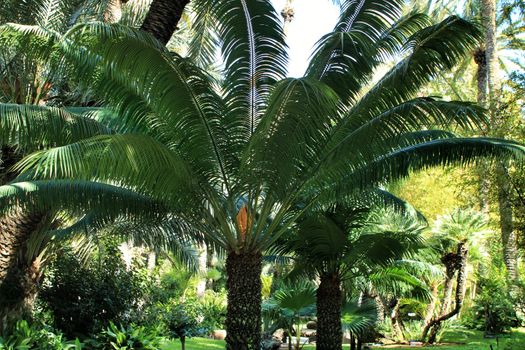 Cycas Circinalis plant in the garden in Elche, Alicante