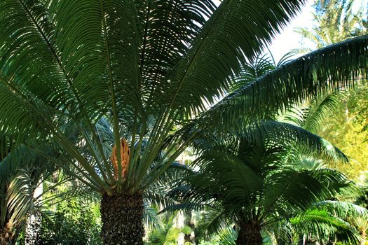 Cycas Circinalis plant in the garden in Elche, Alicante