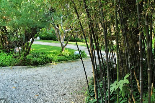 Beautiful Phyllostachys Nigra bamboo forest in the garden