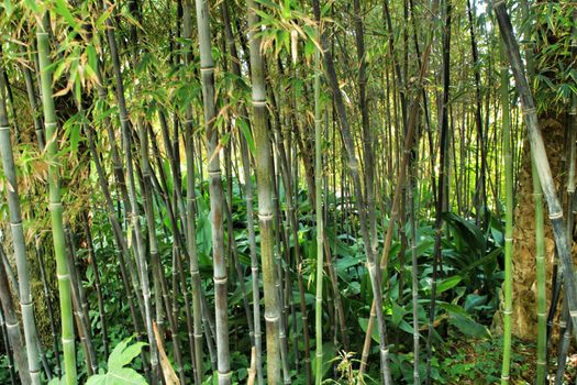 Beautiful Phyllostachys Nigra bamboo forest in the garden