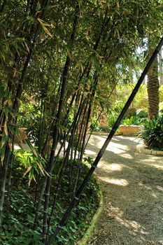 Beautiful Phyllostachys Nigra bamboo forest in the garden