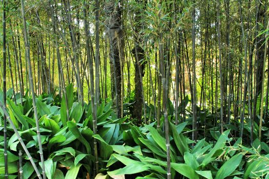 Beautiful Phyllostachys Nigra bamboo forest with Aspidistra Elatior plants in the garden