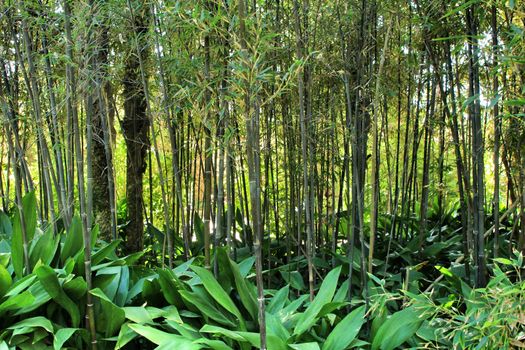 Beautiful Phyllostachys Nigra bamboo forest with Aspidistra Elatior plants in the garden