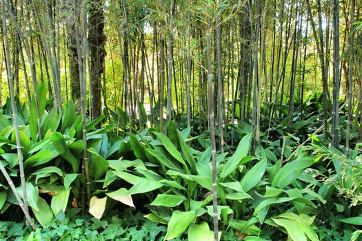 Beautiful Phyllostachys Nigra bamboo forest with Aspidistra Elatior plants in the garden