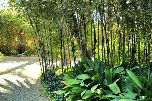 Beautiful Phyllostachys Nigra bamboo forest with Aspidistra Elatior plants in the garden