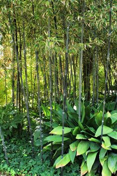 Beautiful Phyllostachys Nigra bamboo forest in the garden