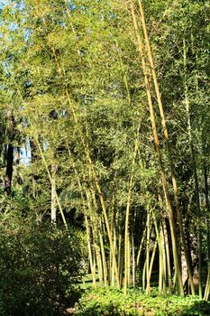 Bambusoideae Green bamboo trunk forest