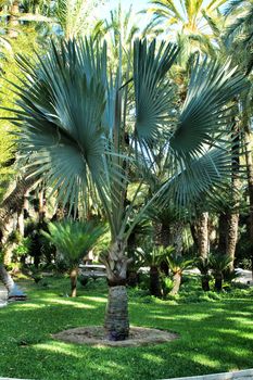 Birmarckia Nobilis palm tree in the garden in Elche, Alicante