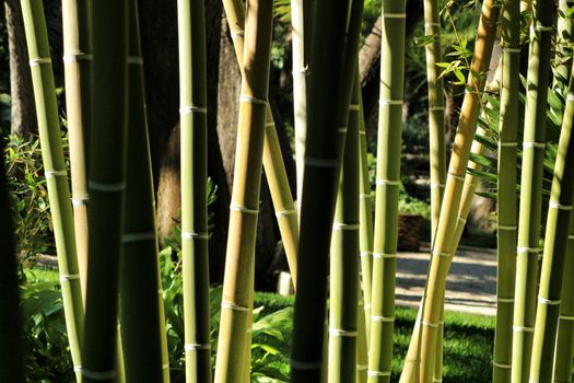 Bambusoideae Green bamboo trunk forest