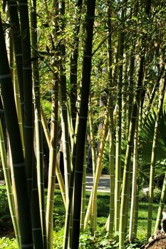 Bambusoideae Green bamboo trunk forest