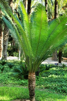 Beautiful and colorful Cyca Rumphii in a garden of Elche, Spain