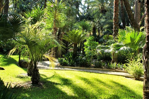 Green vegetation in Huerto del Cura botanical garden in Elche, Spain