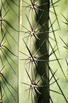 Cactus plant texture (Carnegiea gigantea) in the garden under blue sky