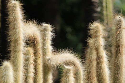 Cleistocactus Strausii cactus plant in Huerto del Cura garden in Elche in Autumn