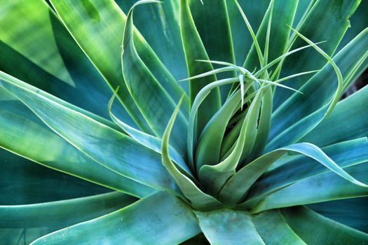 Agave Attenuata plant in the garden in Elche, Spain