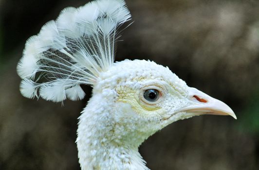 White peacocks in a garden of Lisbon, Portugal