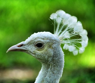 White peacocks in a garden of Lisbon, Portugal