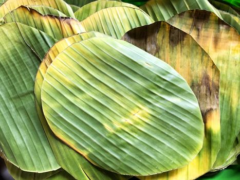 Banana Leaf Homemade for Chinese new year's cover cake or sticky rice 