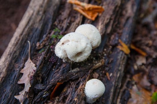 Common puffball mushrooms, Lycoperdon perlatum, growing on a dead, rotting fallen tree trunk