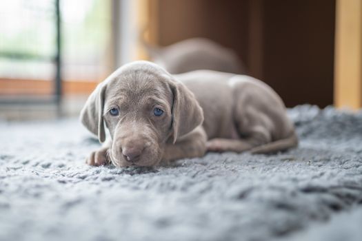 puppy of weimaraner sitting on grey cushion in grey light background