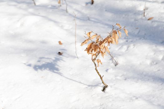 small tree with yellow leaves in the snow.